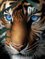 Tigre Diy Kits Acrylique Peintures Par Numéros Pour Adulte Enfant MJ1225