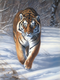 Tigre Diy Kits Acrylique Peintures Par Numéros Pour Adulte Enfant MJ1247